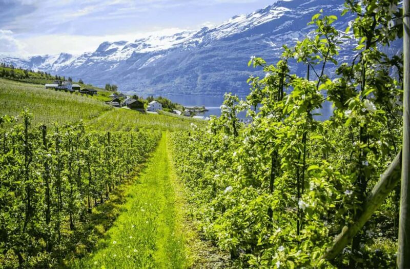 Guided tour: Hardangerfjord, Waterfalls and Ferry crossing - Authentic Experiences From Other Travelers