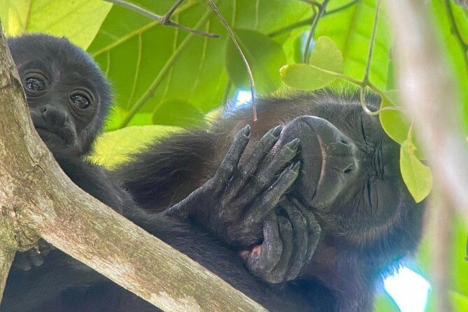 guided-tour-in-manuel-antonio-national-park