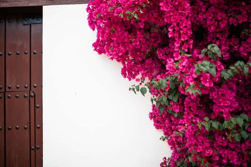 Guided tour in Spanish to the courtyards of Córdoba - Key Points