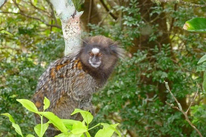 guided-tour-in-tijuca-forest-with-transfer