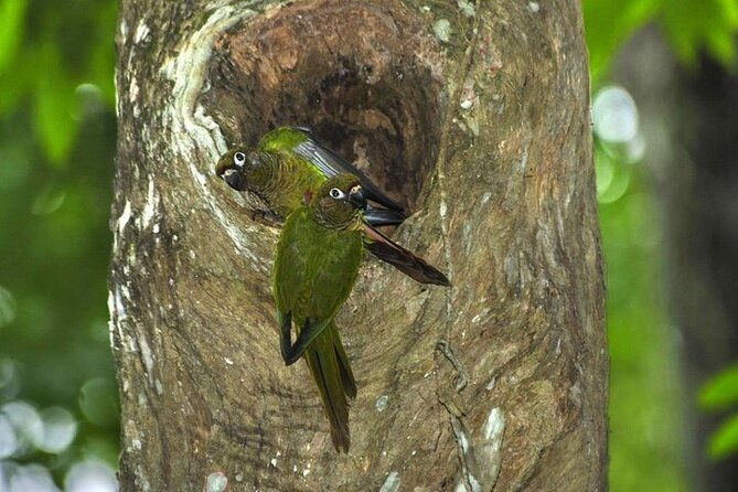 guided-tour-in-tijuca-forest-with-transfer
