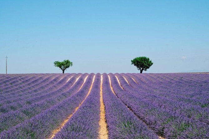 guided-tour-lavender-fields-the-gorges-du-verdon