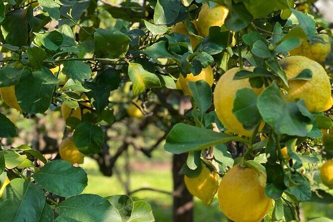 Guided tour of a historic lemon grove in Sorrento - Introduction: A Sunshine-Filled Sorrento Experience