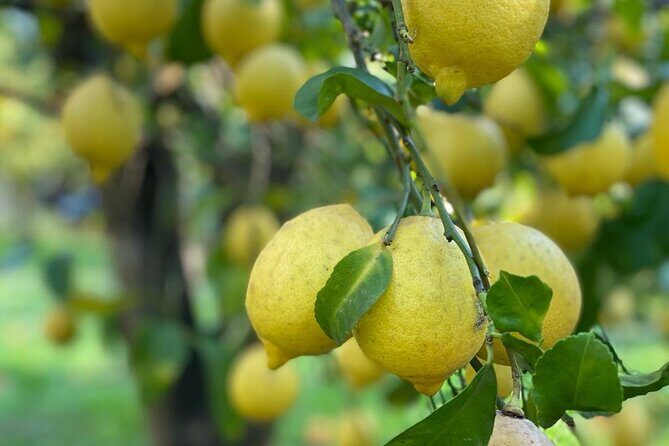 Guided tour of a historic lemon grove in Sorrento - Key Points