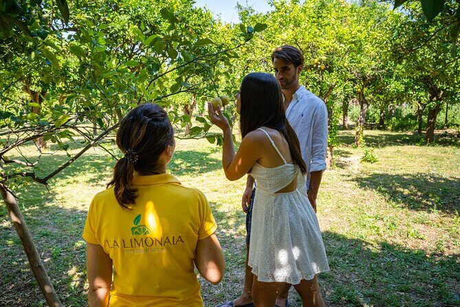 Guided tour of a historic lemon grove in Sorrento - Tour Itinerary Breakdown