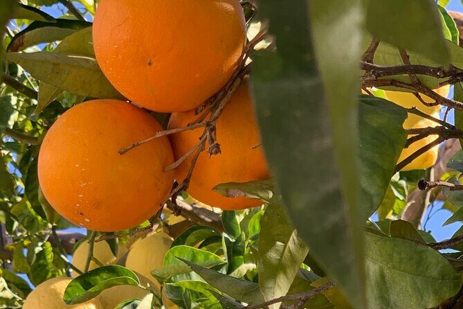 Guided tour of a historic lemon grove in Sorrento - What to Expect During the Tour
