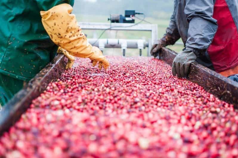 Guided Tour of a Local New England Cranberry Farm - A Closer Look at the Tour Itinerary