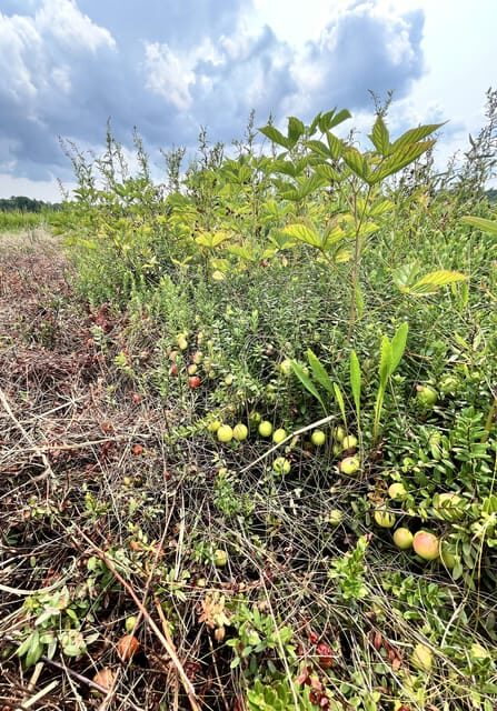 Guided Tour of a Local New England Cranberry Farm - The Sum Up