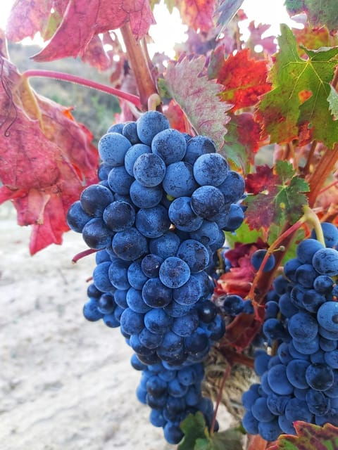 guided-tour-of-bodegas-j-f-iradier-rioja-alavesa