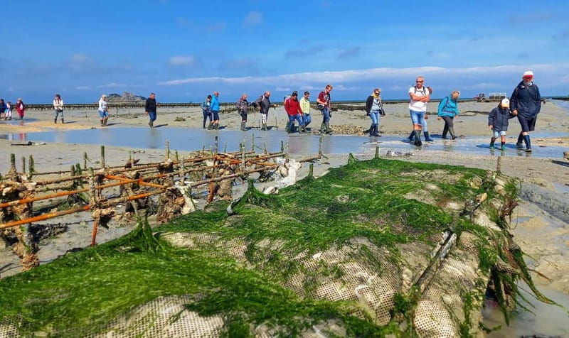 Guided tour of Cancale's oyster beds - Exploring the Itinerary and What Makes It Special