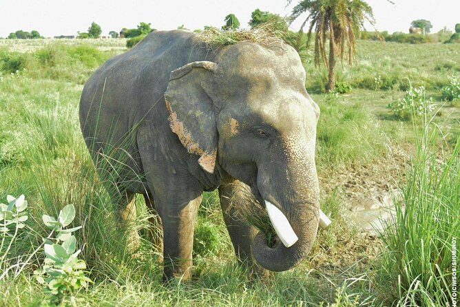 Guided Tour of Taj Agra Fort & Wildlife SOS from Jaipur transfers - Detailed Breakdown of the Tour Experience