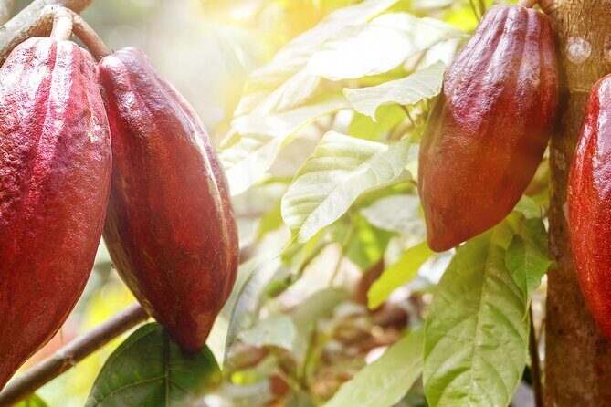 Guided tour of the Artisan Chocolate Factory in Tuscany - Final Thoughts