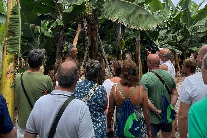 guided-tour-of-the-banana-world