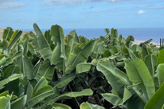 guided-tour-of-the-banana-world