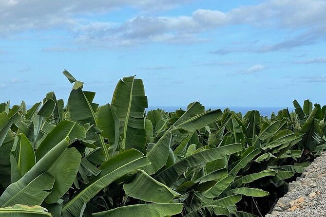 guided-tour-of-the-banana-world