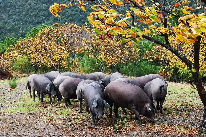 guided-tour-of-the-genal-valley