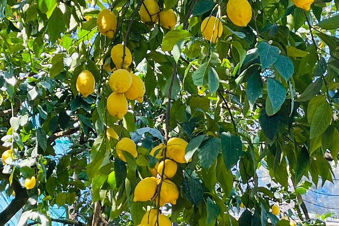 guided-tour-of-the-history-and-tradition-of-the-sorrento-lemon