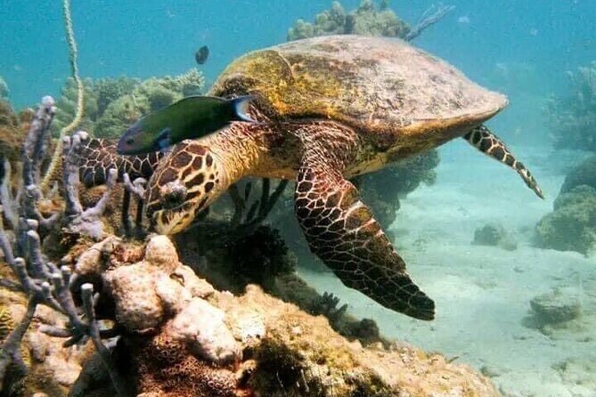 Guided tour of the Nosy Komba and Nosy Tanikely Islands - What Travelers Say: Insights from Reviews