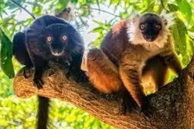 Guided tour of the Nosy Komba and Nosy Tanikely Islands - Frequently Asked Questions