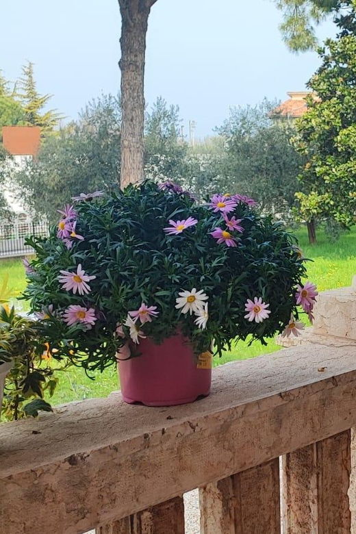 guided-tour-of-the-winery-with-wine-tasting