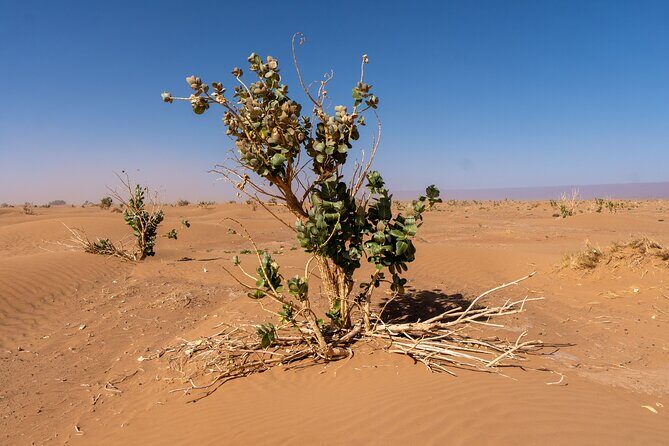 Guided Tour | Sahara Trekking: Stone Desert and Dunes - Authentic Experiences and Unique Highlights