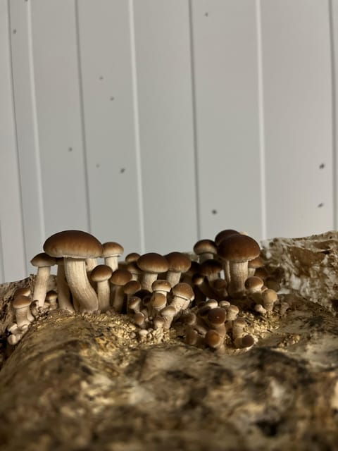 guided-tour-taste-in-a-mushroom-farm
