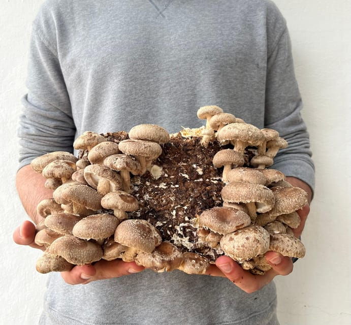 guided-tour-taste-in-a-mushroom-farm