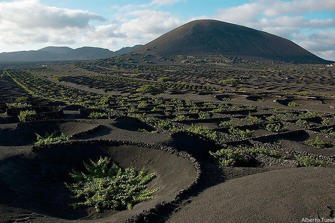 Guided tour: Timanfaya National Park and La Geria with pick-up - Key Points