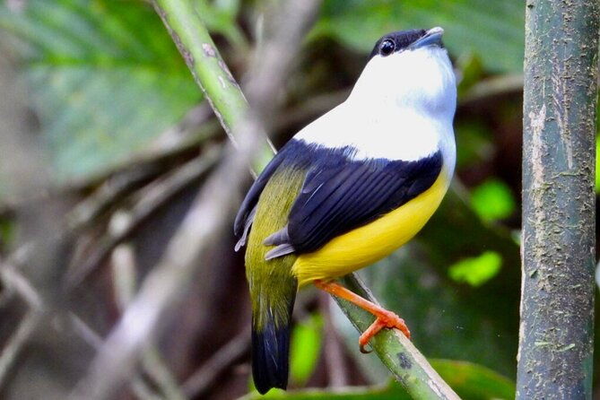 guided-tour-to-arenal-mistico-hanging-bridges-with-transfer