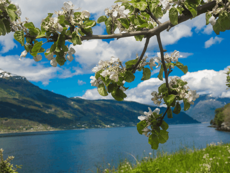 guided-tour-to-hardanger-fjord-waterfalls-ferry-crossing