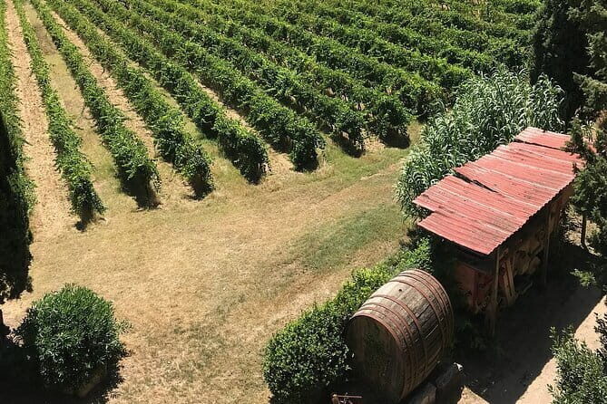 Guided tour with wine tasting and local organic products - Key Points