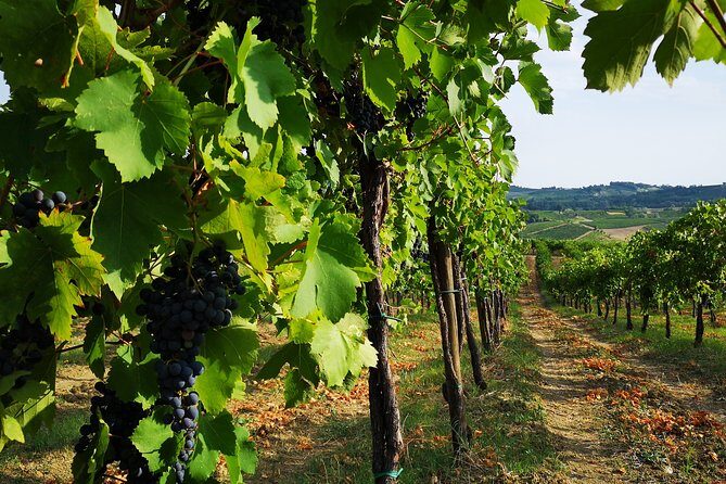 Guided tour with wine tasting - Key Points