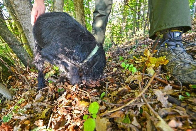 guided-truffle-hunt-istria