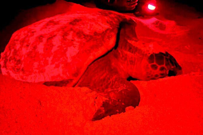 Guided turtle tour in a group in Boa Vista - What the Tour Includes and the Overall Experience