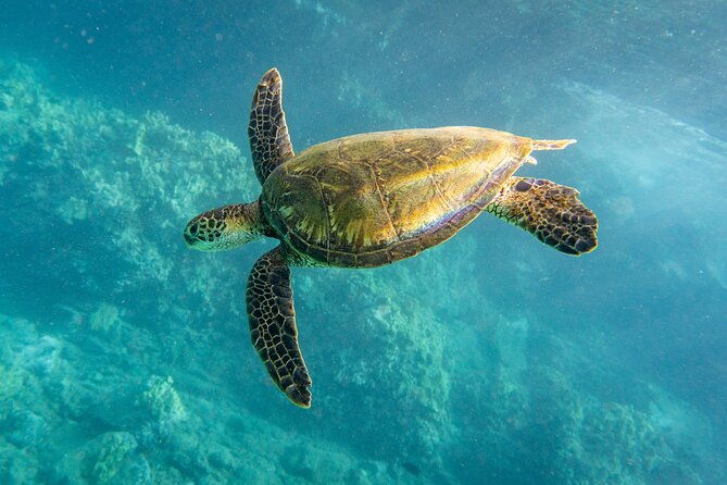 guided-turtle-town-snorkeling-tour-with-underwater-photos-2