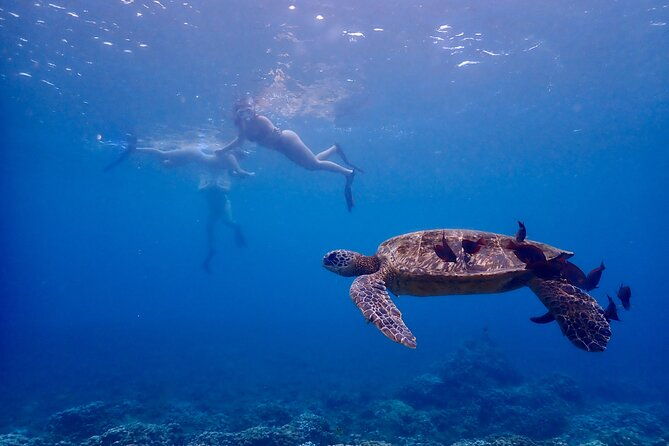 guided-turtle-town-snorkeling-tour-with-underwater-photos