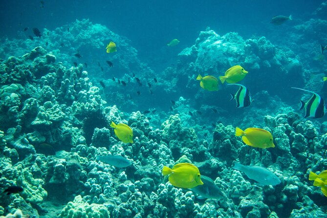 guided-turtle-town-snorkeling-tour-with-underwater-photos