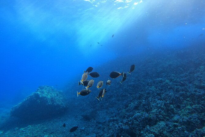 guided-turtle-town-snorkeling-tour-with-underwater-photos