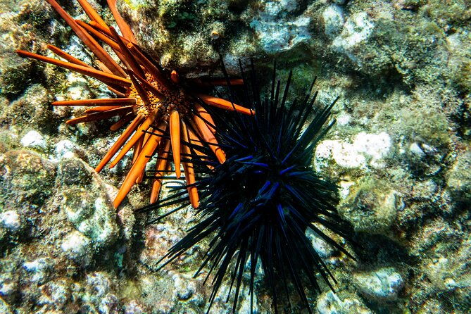 guided-turtle-town-snorkeling-tour-with-underwater-photos