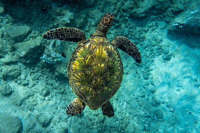 guided-turtle-town-snorkeling-tour-with-underwater-photos