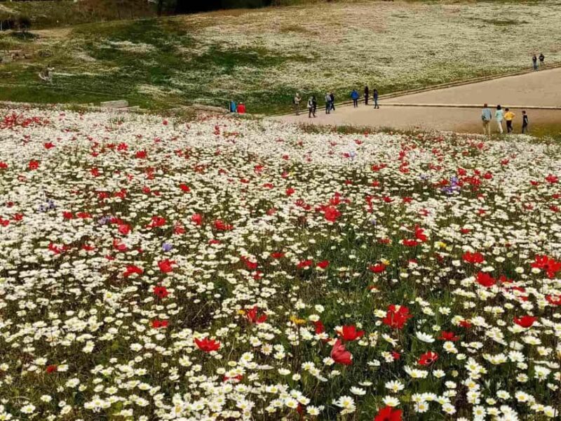 Guided visit to ancient Olympia with an Italian-Greek archaeologist tour guide - An Overview of the Olympia Tour