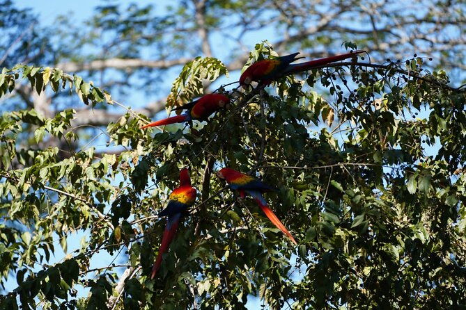 guided-visit-to-carara-national-park-ticket-included