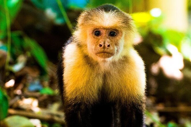 guided-visit-to-manuel-antonio-national-park