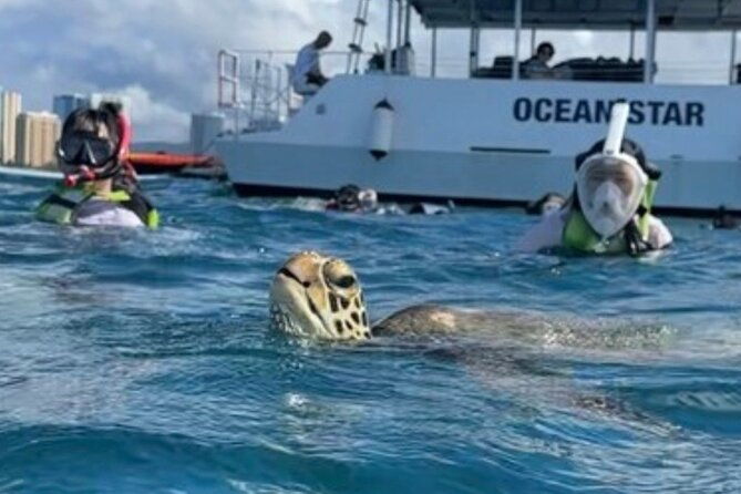 guided-waikiki-turtle-snorkeling-with-free-pick-up