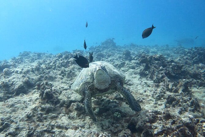 guided-waikiki-turtle-snorkeling-with-free-pick-up