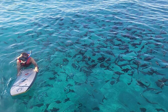 guided-waikiki-turtle-snorkeling-with-free-pick-up