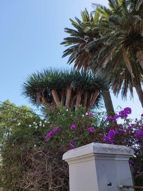 Guided walking tour in La Orotava 1:30 min, Tenerife - Meeting Point & First Impressions