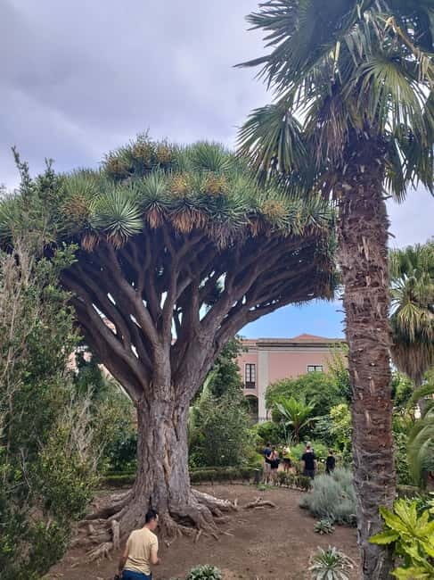 Guided walking tour in La Orotava 1:30 min, Tenerife - Exploring La Orotava’s Historic Core