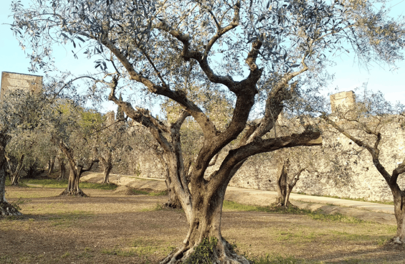 guided-walking-tour-on-verona-hillside-2