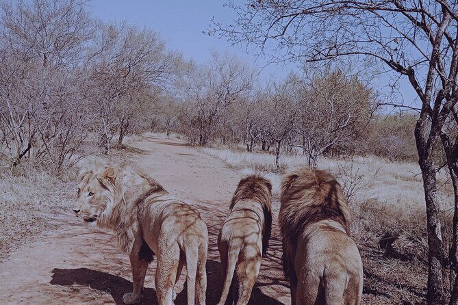 Guided Walking with Lions Bush-walk Tour - An In-Depth Look at the Ukutula Bush-walk Experience